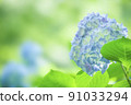 Hydrangea 91033294