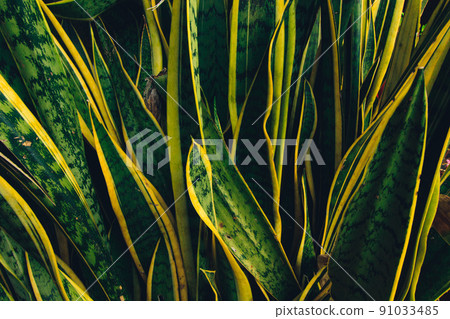 Dracaena trifasciata or Snakeplants leaves, close up shot Dracaena trifasciata or Snakeplants leaves, close up shot 91033485