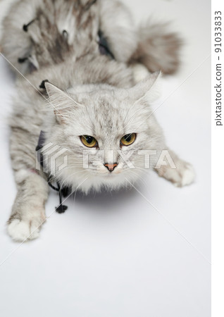 Portrait of gray cat in vet 91033833