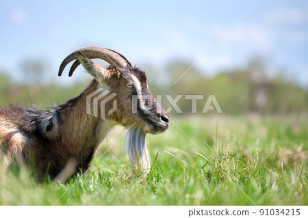 Domestic milk goat with long beard and horns resting on green pasture grass on summer day. Feeding of cattle on farm grassland 91034215