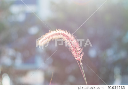 Field of Wild Wheat Grass nature background. Wild flower over bokeh blur. 91034283