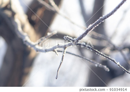 Frost-covered apple tree branch on a sunny winter day Frost-covered apple tree branch on a sunny winter day 91034914
