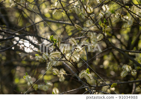 Fluffy willow buds in soft sunlight. spring background, easter theme Fluffy willow buds in soft sunlight. spring background, easter theme 91034988