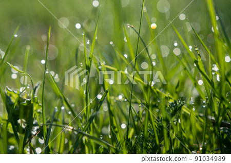 Juicy grass, shoots with raindrops or roses. Succulent background, green plant texture Juicy grass, shoots with raindrops or roses. Succulent background, green plant texture 91034989