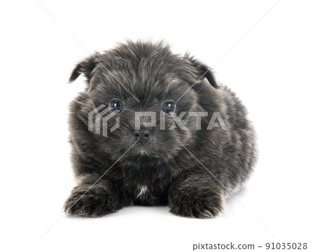 puppy shih tzu in studio puppy shih tzu in studio 91035028