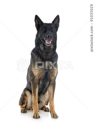 adult german shepherd adult german shepherd 91035029