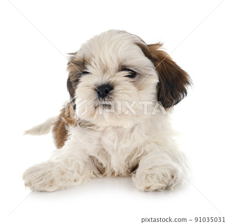 puppy Shih Tzu in studio puppy Shih Tzu in studio 91035031