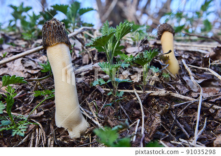 Wild fungus morel in its natural habitat in spring forest. 91035298