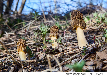 Morchella esculenta, known as morel, sponge mushroom, or honeycomb morel, was adopted as official mushroom of state of Minnesota. 91035299