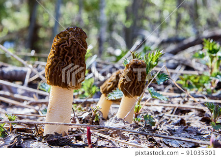 Spring edible mushroom morel grows in wild forest. 91035301