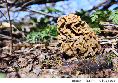 Toxic mushroom gyromitra grows in wild forest on spring morning. Toxic mushroom gyromitra grows in wild forest on spring morning. 91035304