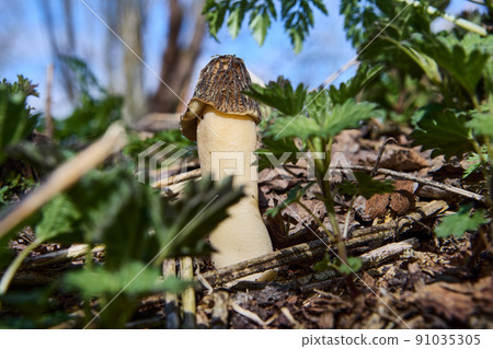 Wild edible mushroom morel grows in spring forest. Wild edible mushroom morel grows in spring forest. 91035305