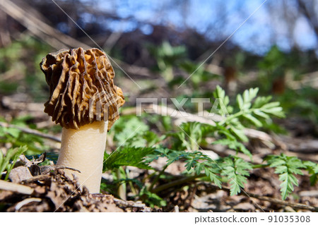 Wild edible fungus morel grows in spring forest. Wild edible fungus morel grows in spring forest. 91035308