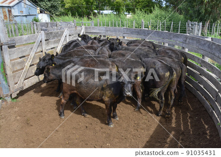 Cows in the cow pen , Argentine meat production 91035431