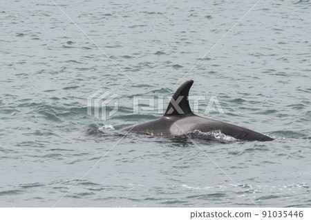 Orcas patrolling the coast, hunting sea lion pups,Peninsula Valdes, Patagonia Argentina 91035446