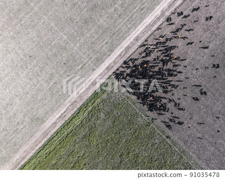Aerial landscape of cows in the field,Buenos Aires, Argentina 91035478