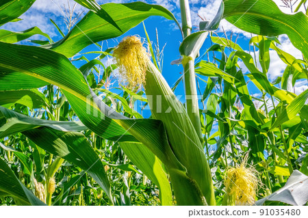 Inside a cornfield. An ear of corn in the foreground. Close-up. Harvest 91035480