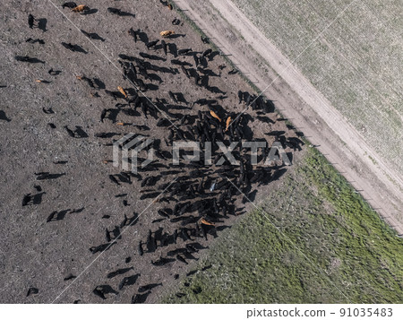 Aerial landscape of cows in the field,Buenos Aires, Argentina 91035483