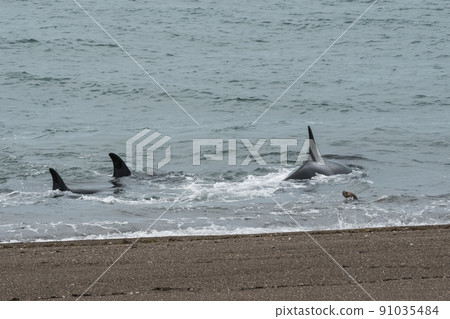 Orca Patagonia , Argentina 91035484