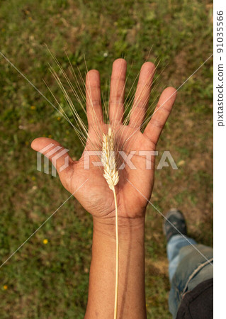 Ear of barley in left hand, Parma, Italy 91035566