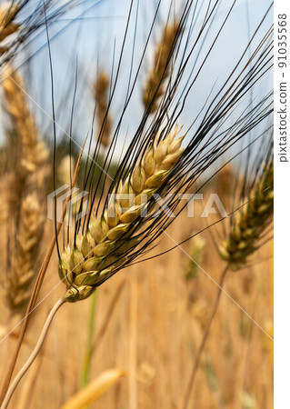 Ear of barley isolated from the background, Parma, Italy 91035568