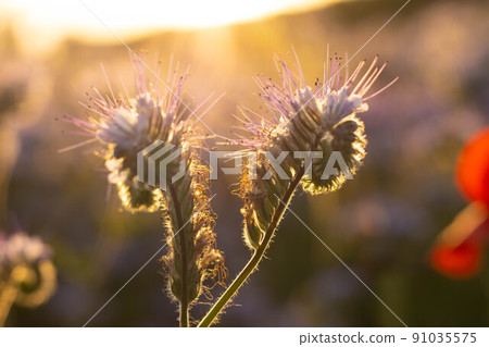 Rhododendron tomentosum flower growing in Italian countryside 91035575