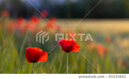 Crop field with poppy flowers in spring. Crop field with poppy flowers in spring. 91035601