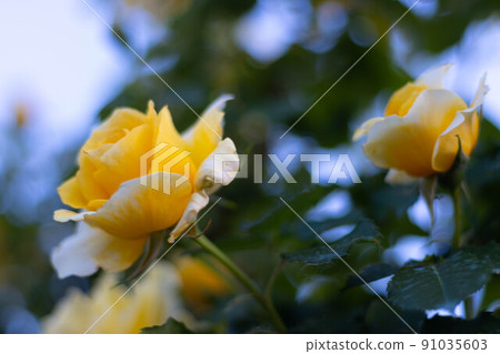 Yellow Rose flower growing in Italian countryside 91035603