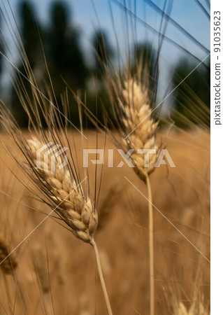 Ear of barley isolated from the background, Parma, Italy 91035623