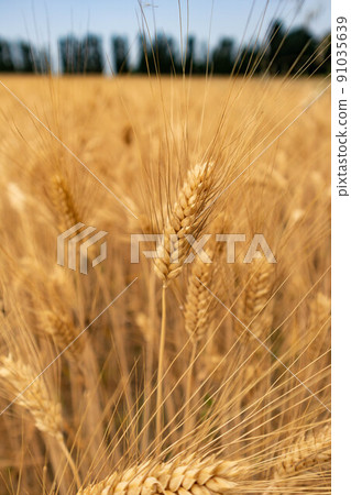 Ripe barley cultivation and rural road with trees, Parma, Italy Ripe barley cultivation and rural road with trees, Parma, Italy 91035639