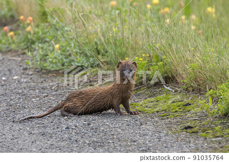 Soaked weasel on the farm road 91035764