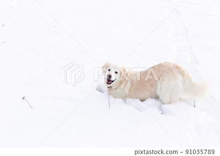 Large white labrador golden retriever dog in winter landscape runs in the snow. 91035789