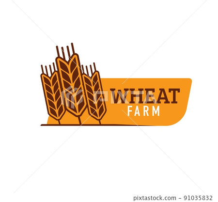 Wheat, farm rice, oat or barley millet and cereal ear, vector organic food icon. Farm bakery wheat spikelet symbol for bread or cereal and grain food products shop or bio grocery store 91035832