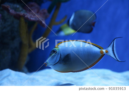 Beautiful achilles tang fish in clear aquarium Beautiful achilles tang fish in clear aquarium 91035913