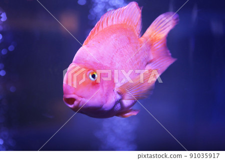 Beautiful blood parrot cichlid fish in clear aquarium, closeup Beautiful blood parrot cichlid fish in clear aquarium, closeup 91035917