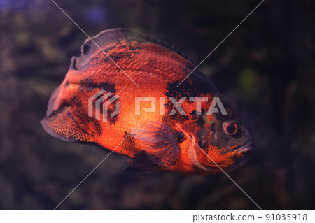 Bright oscar fish swimming in clear aquarium, closeup Bright oscar fish swimming in clear aquarium, closeup 91035918