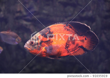 Bright oscar fish swimming in clear aquarium Bright oscar fish swimming in clear aquarium 91035919