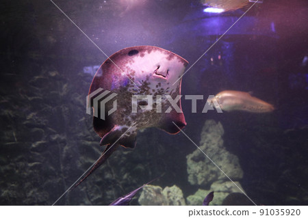 Tropical ray fish swimming in clear aquarium Tropical ray fish swimming in clear aquarium 91035920