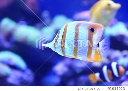 Beautiful copper banded butterfly fish in clear aquarium water Beautiful copper banded butterfly fish in clear aquarium water 91035923