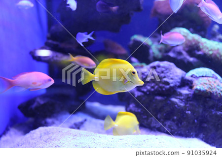 Different tropical fishes swimming in aquarium water Different tropical fishes swimming in aquarium water 91035924