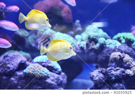 Different tropical fishes swimming in aquarium water Different tropical fishes swimming in aquarium water 91035925