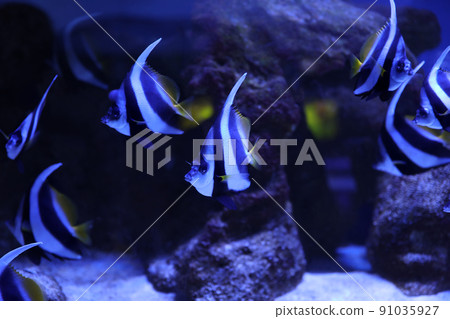 Beautiful Moorish idol fish in clear aquarium water Beautiful Moorish idol fish in clear aquarium water 91035927