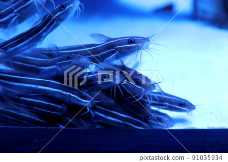 School of catfish swimming in clear aquarium water. closeup School of catfish swimming in clear aquarium water. closeup 91035934