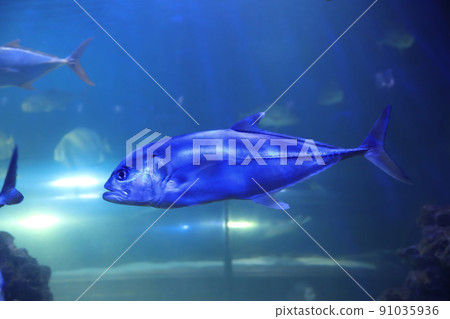 Tuna fish swimming in clear aquarium water Tuna fish swimming in clear aquarium water 91035936