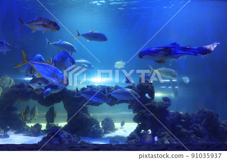 Different tropical fishes and turtle swimming in clear aquarium water Different tropical fishes and turtle swimming in clear aquarium water 91035937