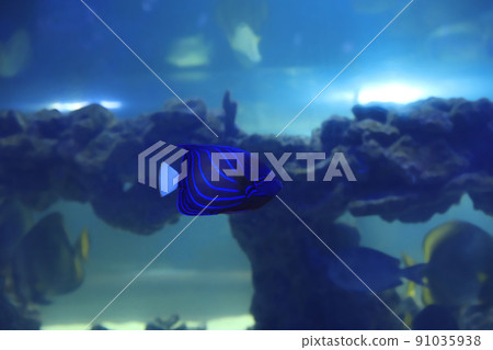 Blue ring angelfish swimming in clear aquarium water 91035938