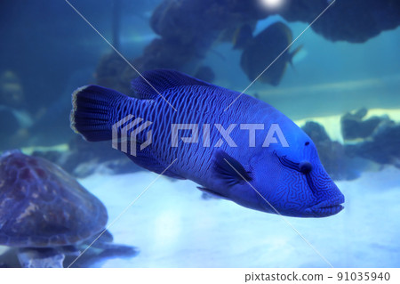 Beautiful tropical fish swimming in clear aquarium water Beautiful tropical fish swimming in clear aquarium water 91035940