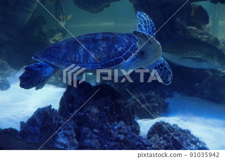 Beautiful turtle swimming in clear aquarium water Beautiful turtle swimming in clear aquarium water 91035942
