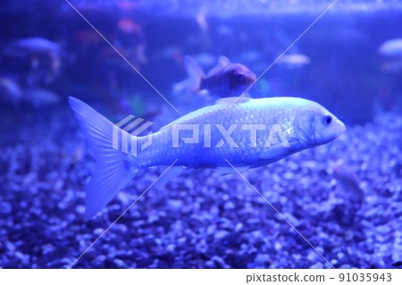 Beautiful small catfish in clear aquarium water Beautiful small catfish in clear aquarium water 91035943