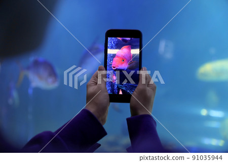 Woman taking photo of aquarium with fish, closeup 91035944